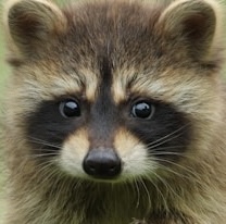 racoon